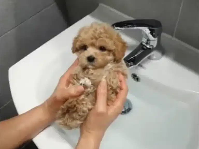 Teacup Maltipoo: A Tiny, Adorable Friend