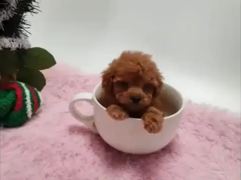 Teacup Maltipoo: Price, Size & Must-Know Facts in 2025