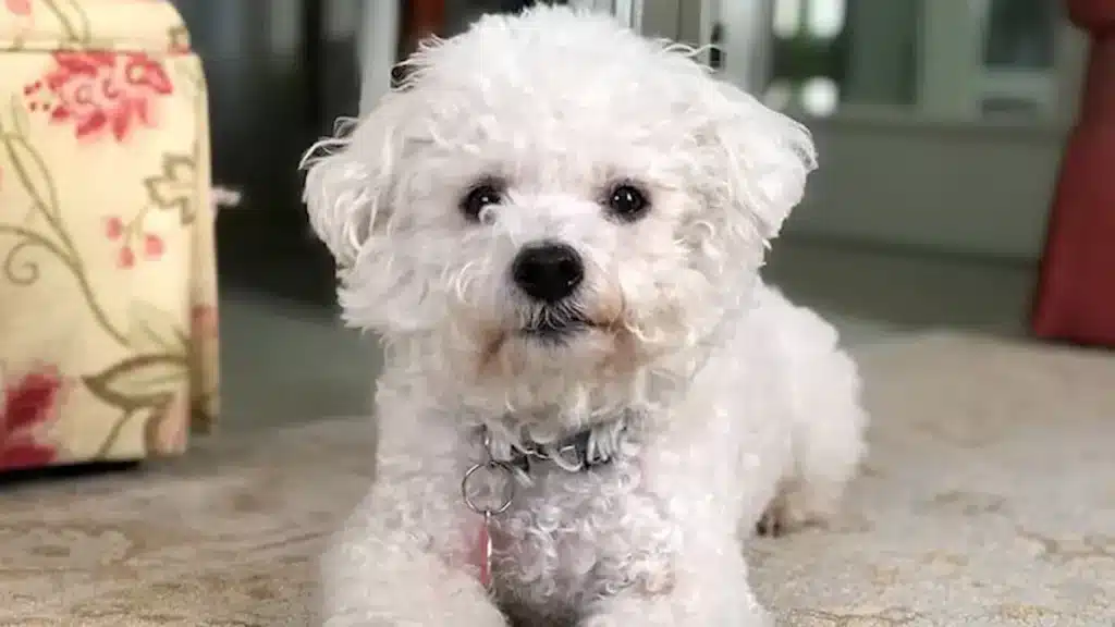 Maltipoo Temperament: Are They Really That Sweet?