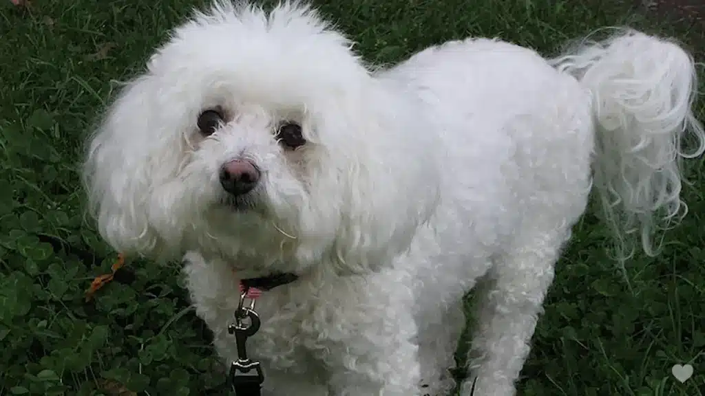 Maltipoo Bichon Frise Mix – Why Everyone Wants This Dog!