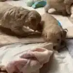 Maltipoo Puppies Adoption Guide – What to Know First