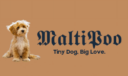 Maltip , maltipoo dog