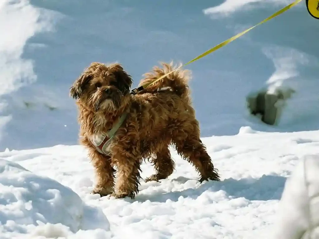 Maltipoo Temperament: Are They Really That Sweet?