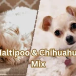 Maltipoo Chihuahua Mix – Complete Care & Breed Guide