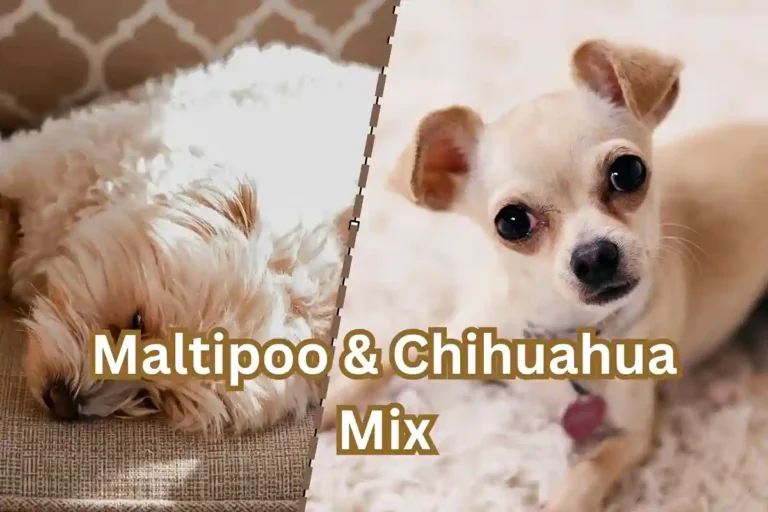 Maltipoo Chihuahua Mix – Complete Care & Breed Guide