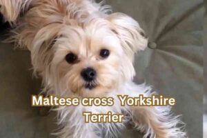 Maltipoo Yorkie Mix – Adorable, But Is It Right Dog for You?