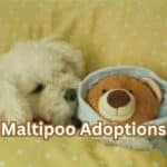 Maltipoo Adoptions: What Breeders Don’t Want You to Know