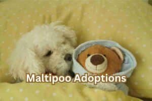 Maltipoo Adoptions: What Breeders Don’t Want You to Know