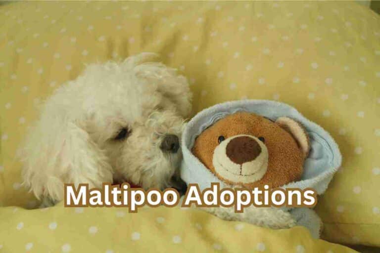 Maltipoo Adoptions: What Breeders Don’t Want You to Know