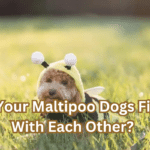 Do Your Maltipoo Dogs Fight With Each Other?