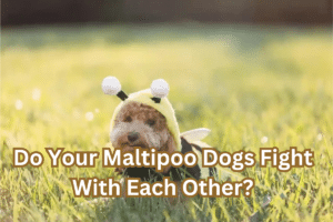 Do Your Maltipoo Dogs Fight With Each Other?