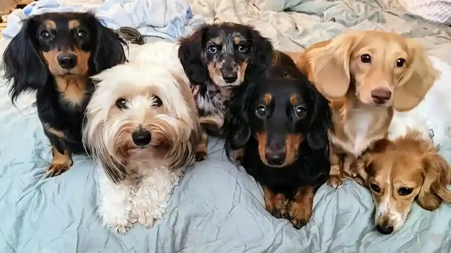 Maltipoo Dachshund Mix? The Shocking Truth No One Tells You!