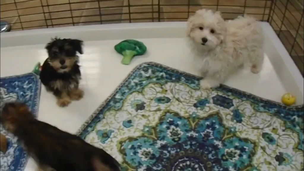 Maltipoo Yorkie Mix – Adorable, But Is It Right Dog for You?