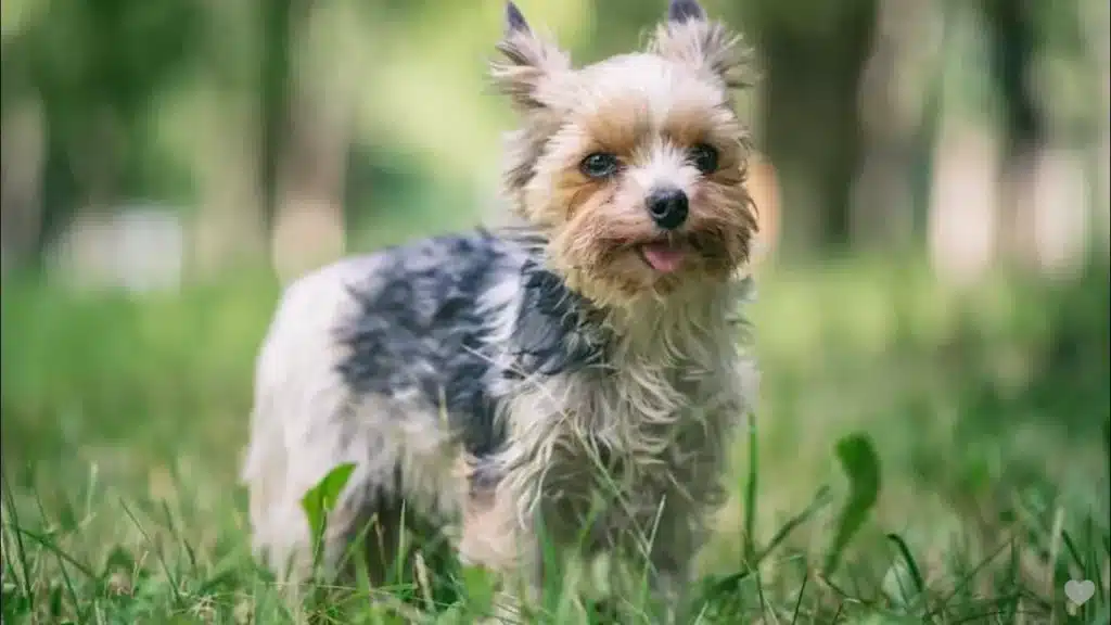 Maltipoo Yorkie Mix – Adorable, But Is It Right Dog for You?