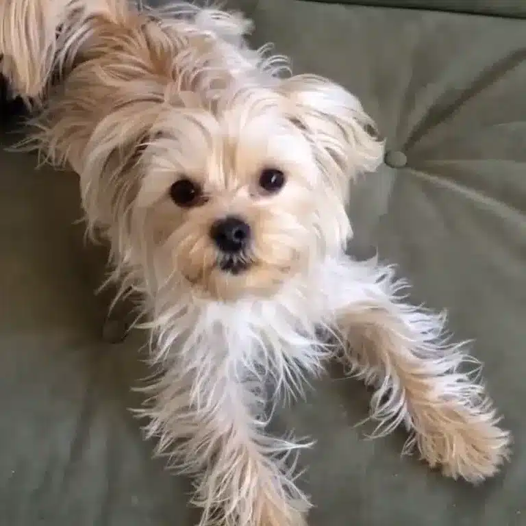 Maltipoo Yorkie Mix – Adorable, But Is It Right Dog for You?
