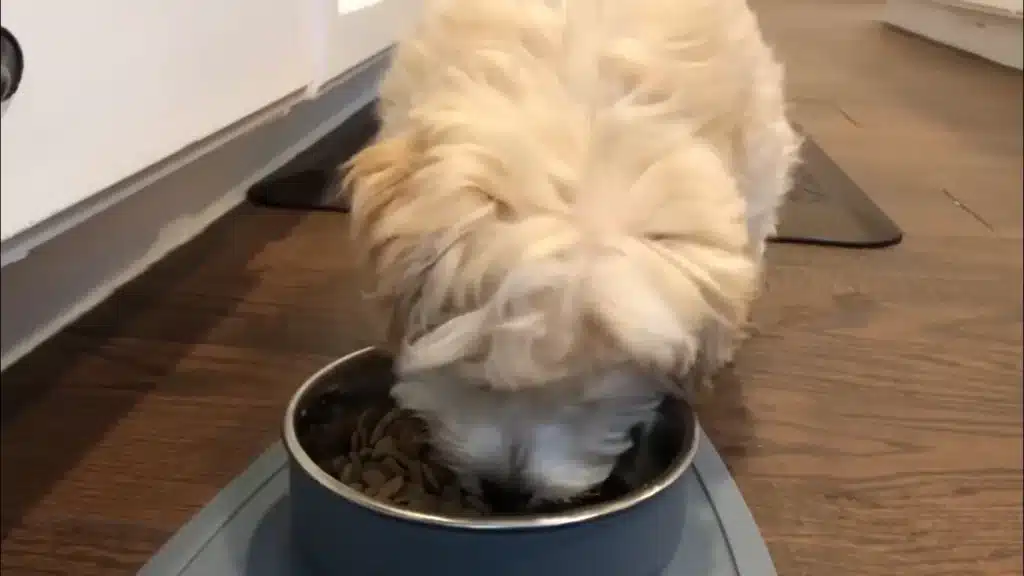 Best Dog Food for Maltipoos (Vet-Recommended & Tested!)