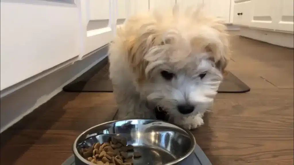 Maltipoo Puppies Adoption Guide – What to Know First