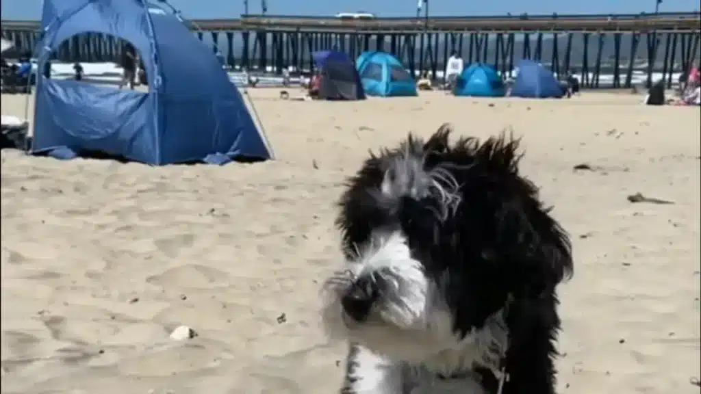 Maltipoo Schnauzer Mix – The Most Unpredictable Hybrid???