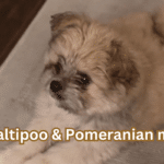 Maltipoo Pom Mix: Everything You Need to Know