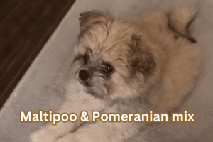 Maltipoo Pom Mix: Everything You Need to Know