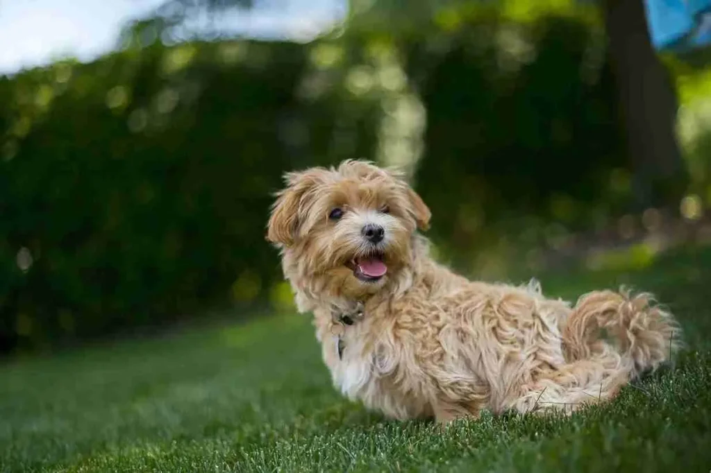 Maltipoo Temperament: Are They Really That Sweet?