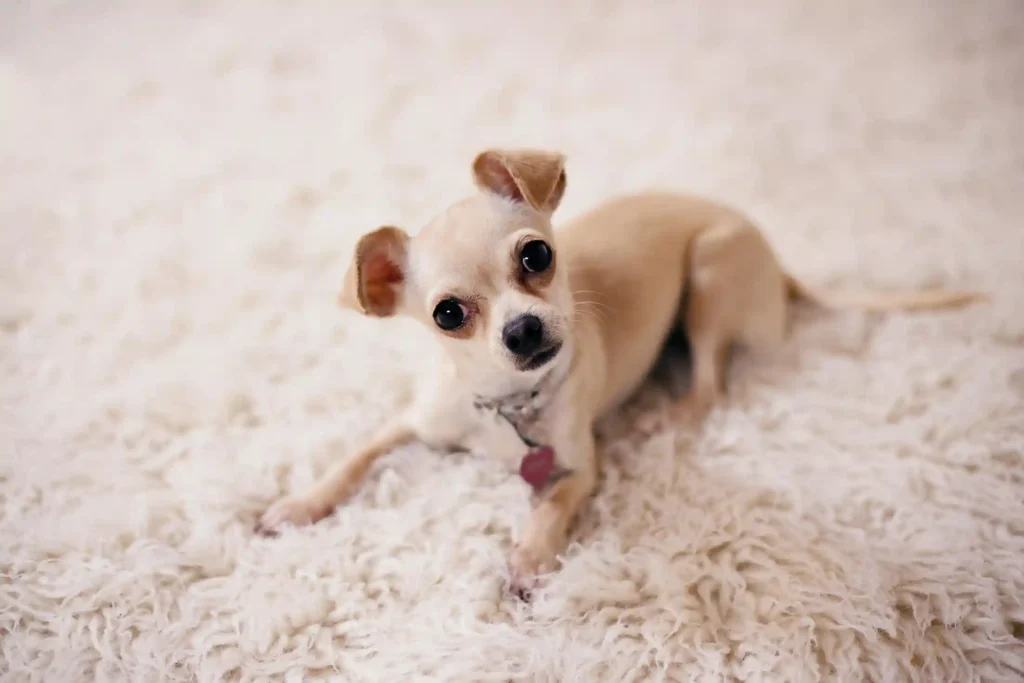 Maltipoo Chihuahua Mix – Complete Care & Breed Guide